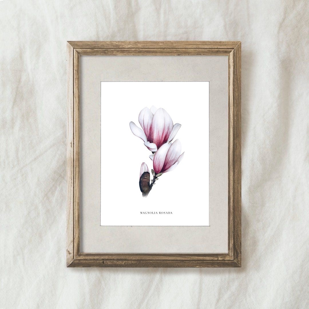 Lámina Magnolia Rosada