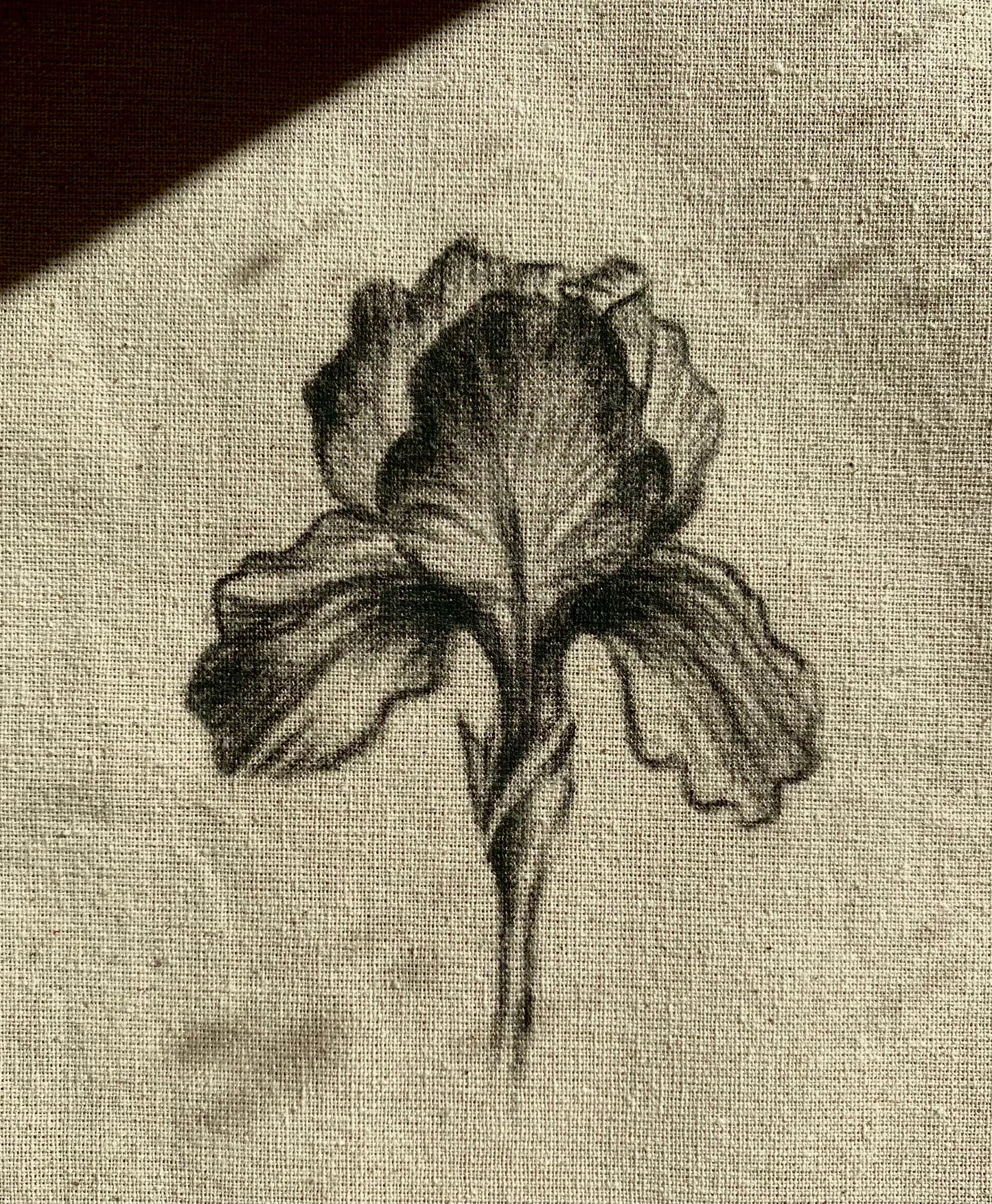 Iris a Carboncillo