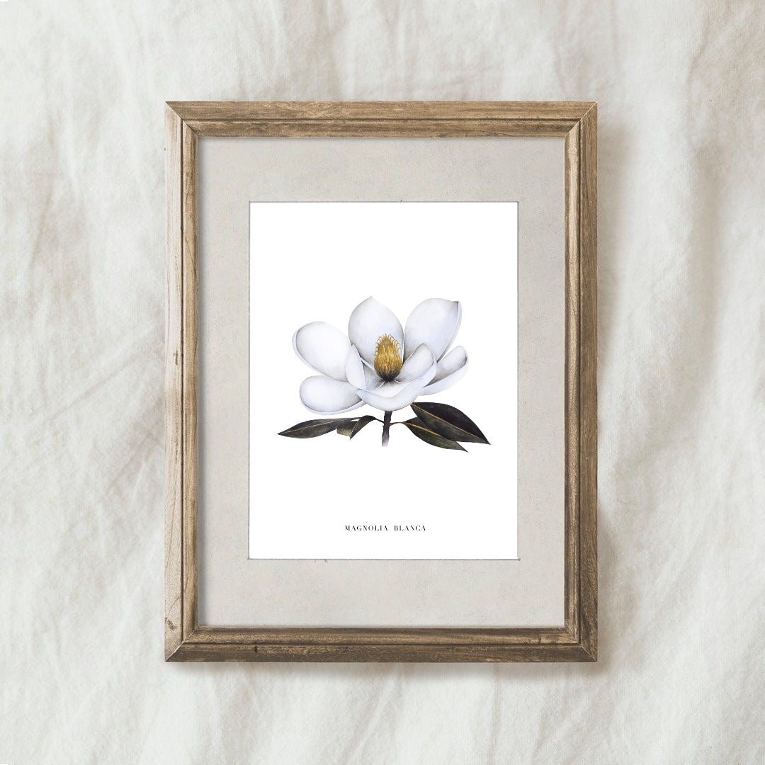 Lámina Magnolia Blanca