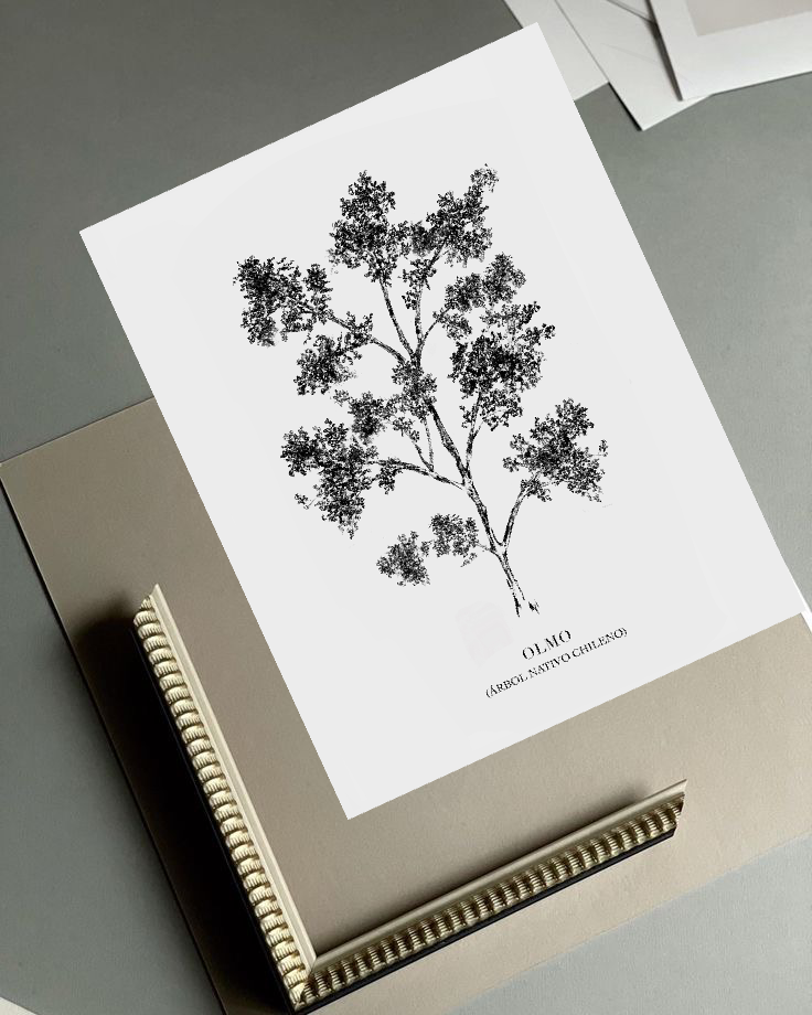 Lámina Olmo