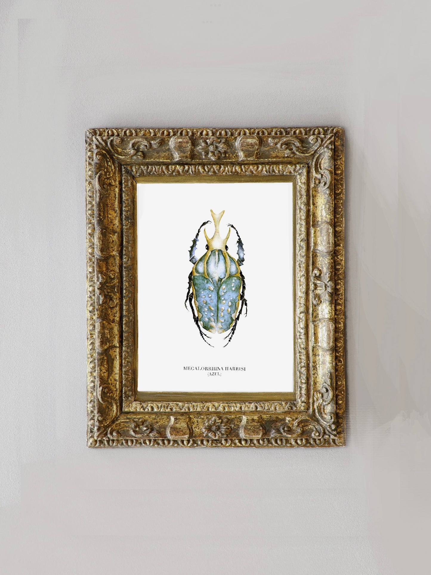 Lámina Megalorrhina Harrisi (Celeste)