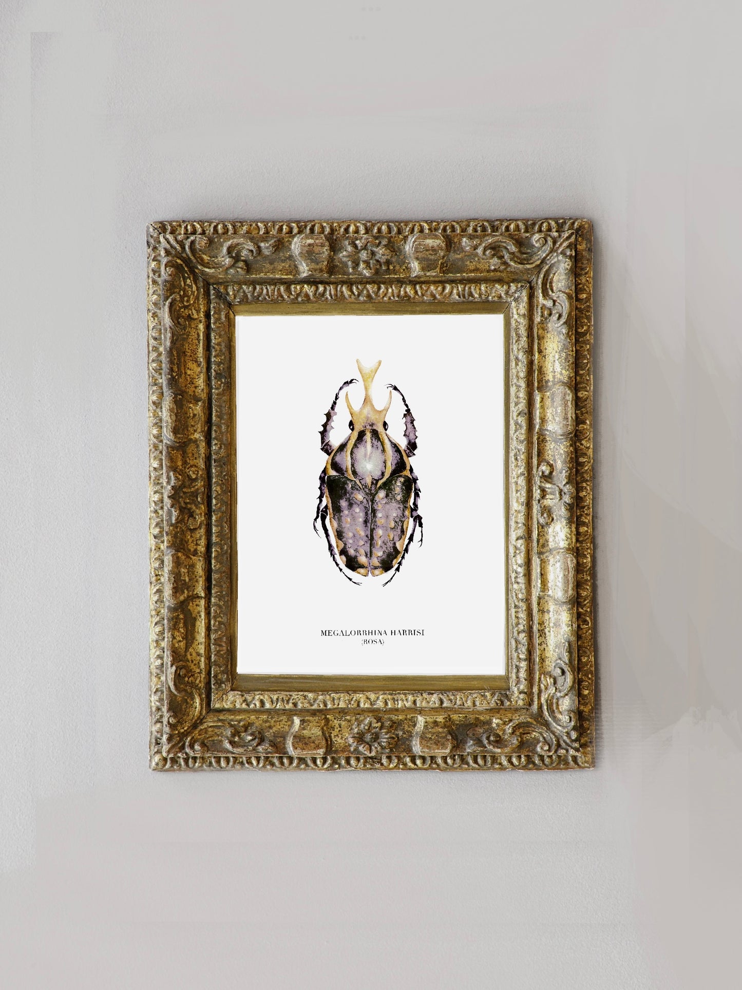 Lámina Megalorrhina Harrisi (Rosado)