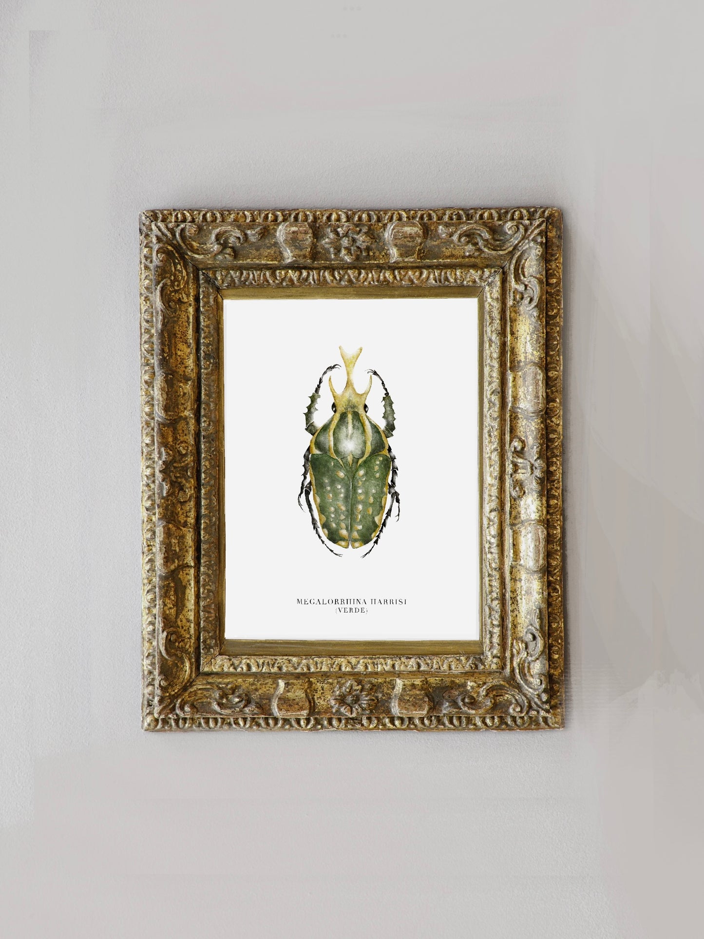 Lámina Megalorrhina Harrisi (Verde)