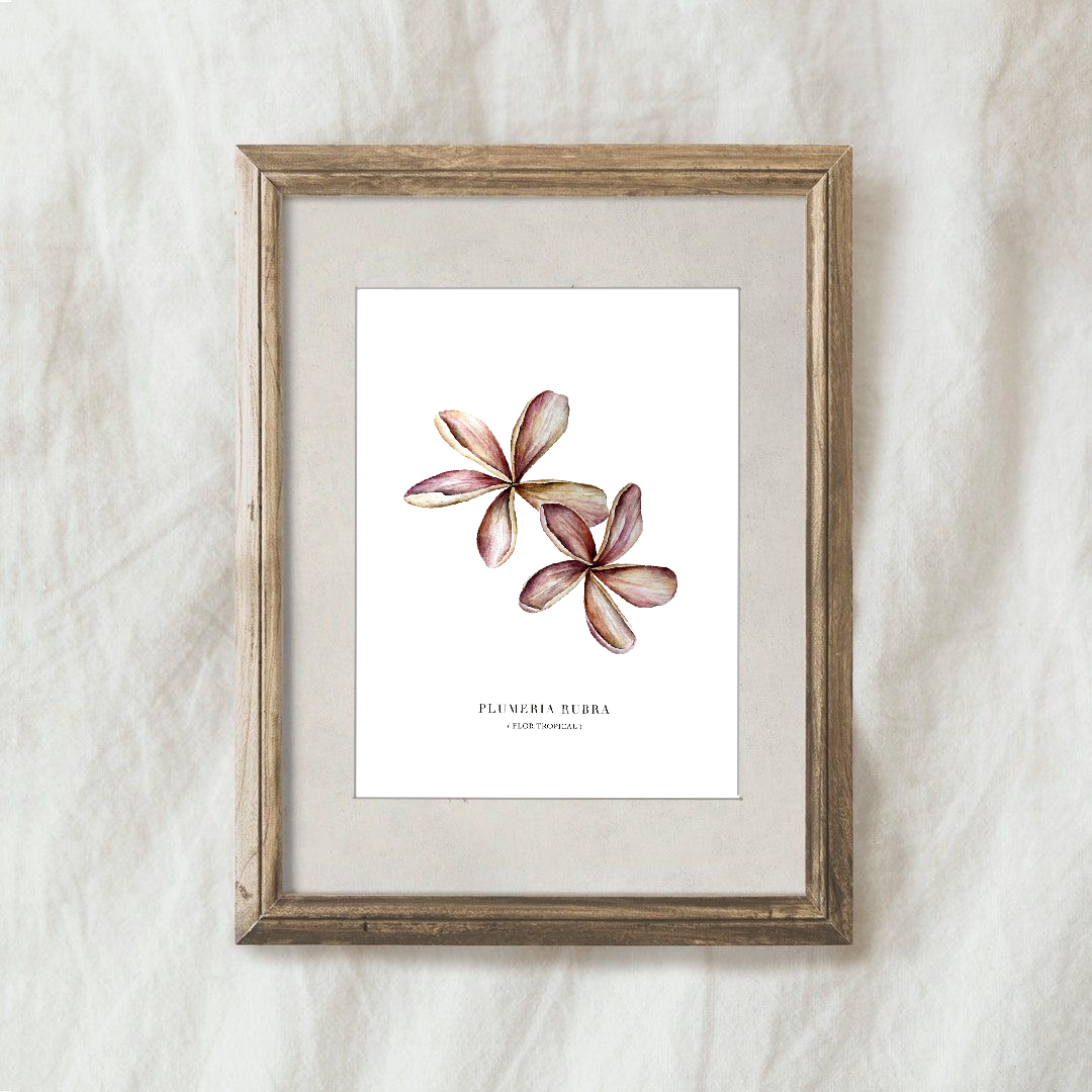Lámina Plumeria Rubra