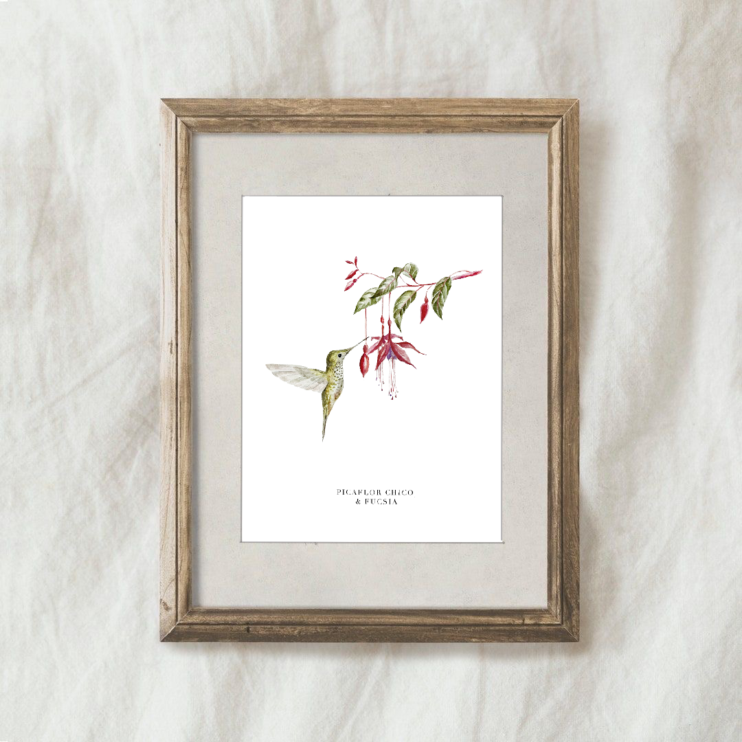 Lámina Picaflor Chico