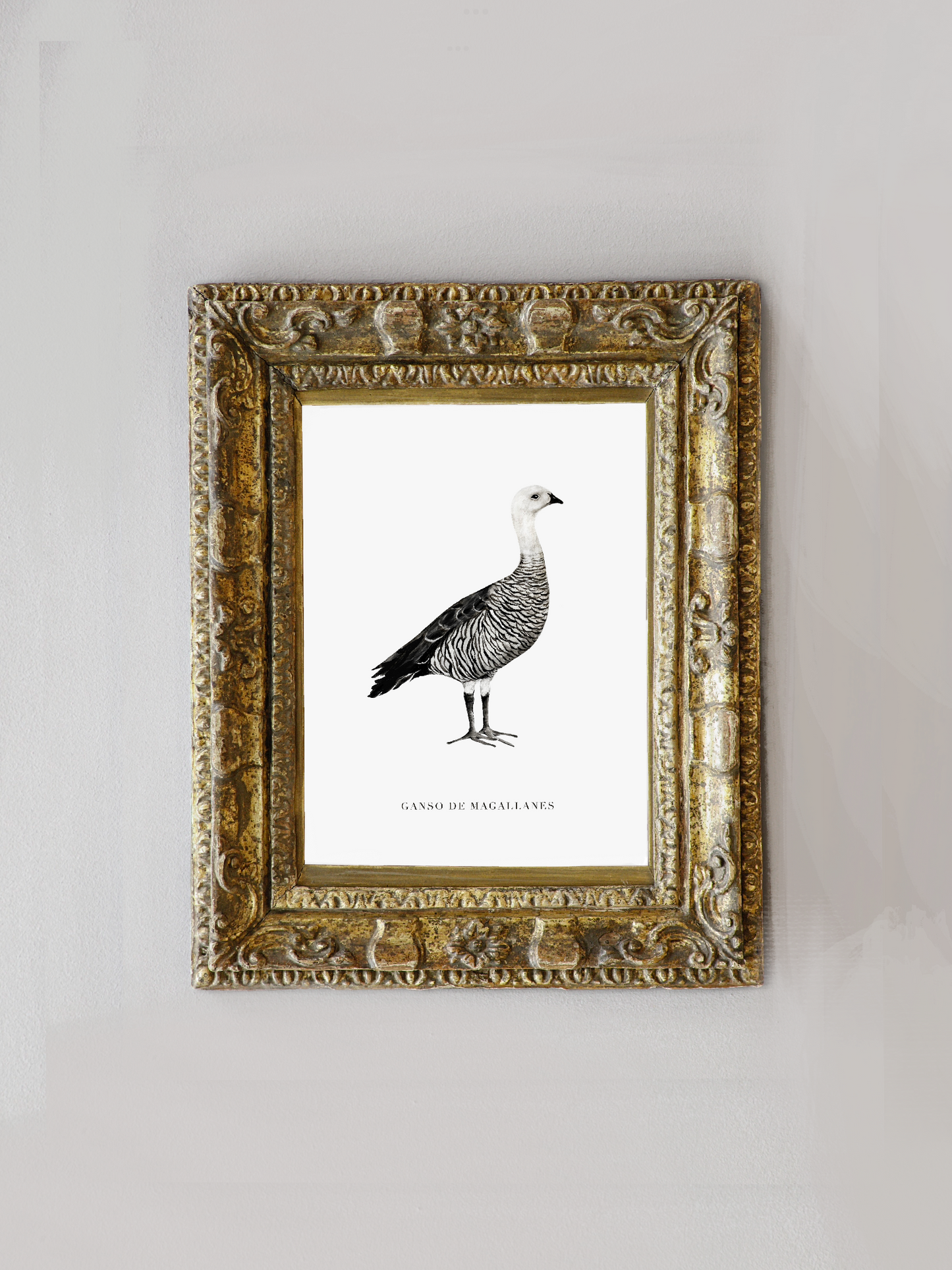 Lámina Ganso De Magallanes