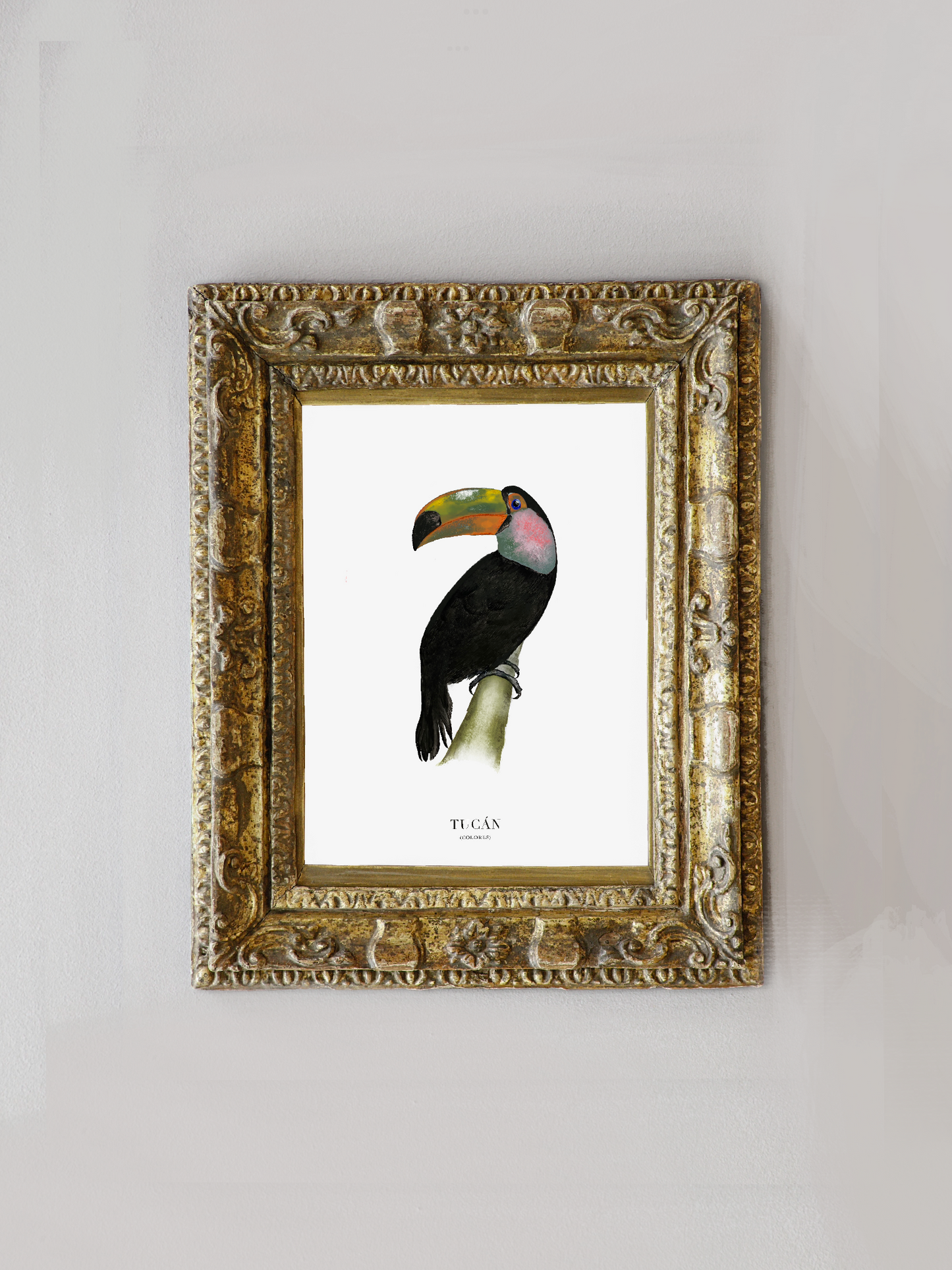 Lámina Tucán (Colores)