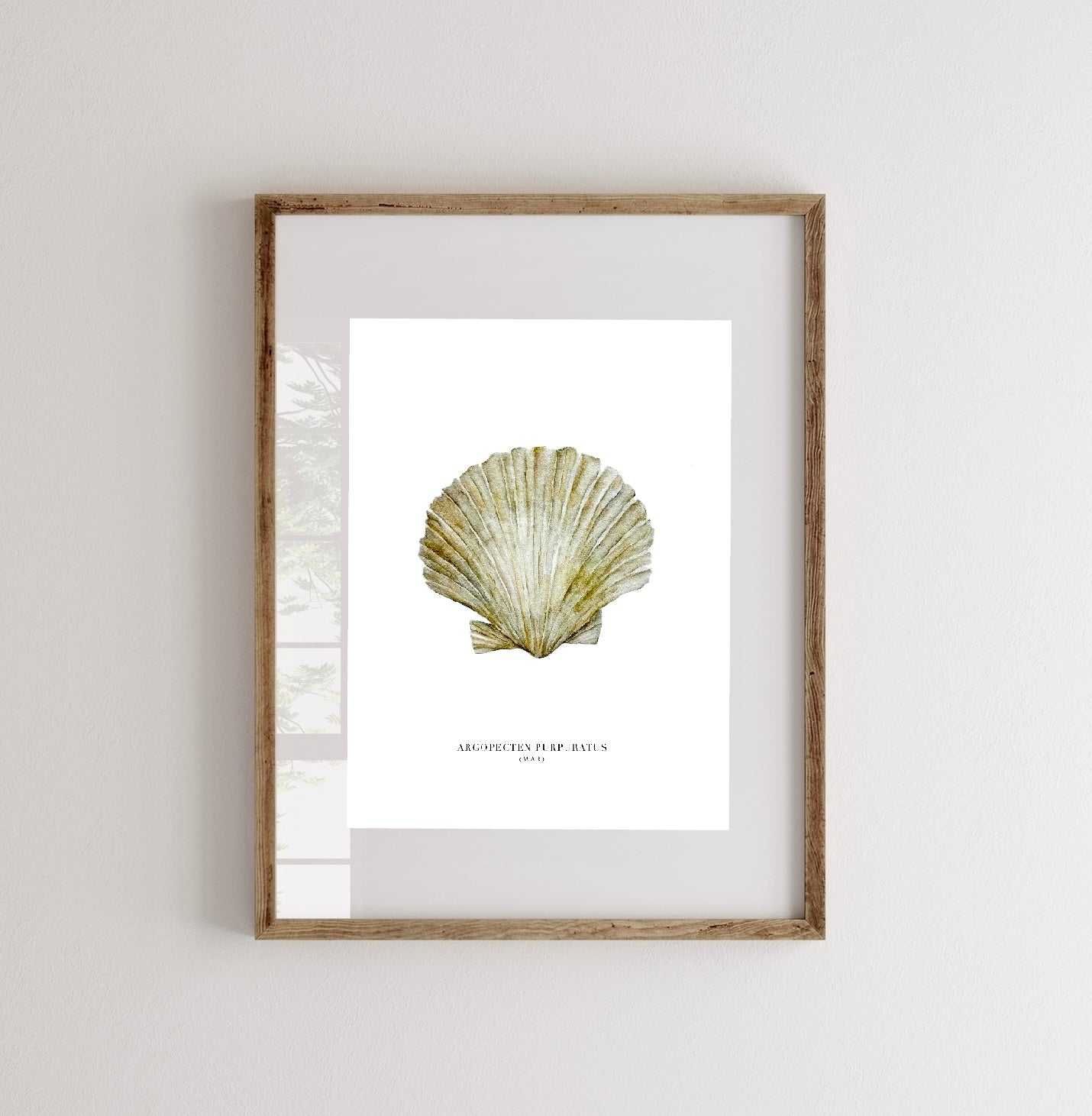 Lámina Argopecten Purpuratus