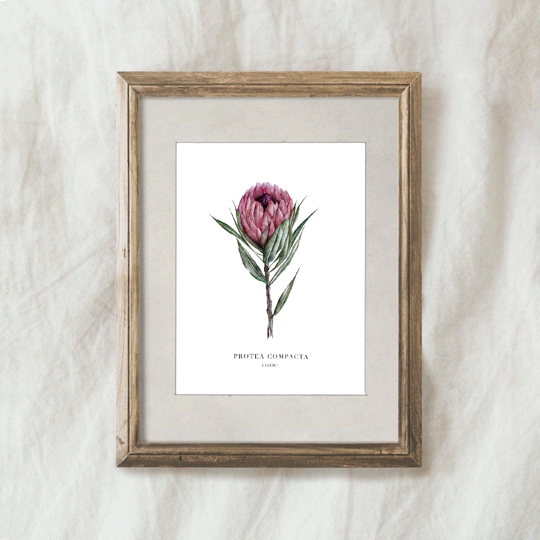 Lámina Protea Compacta