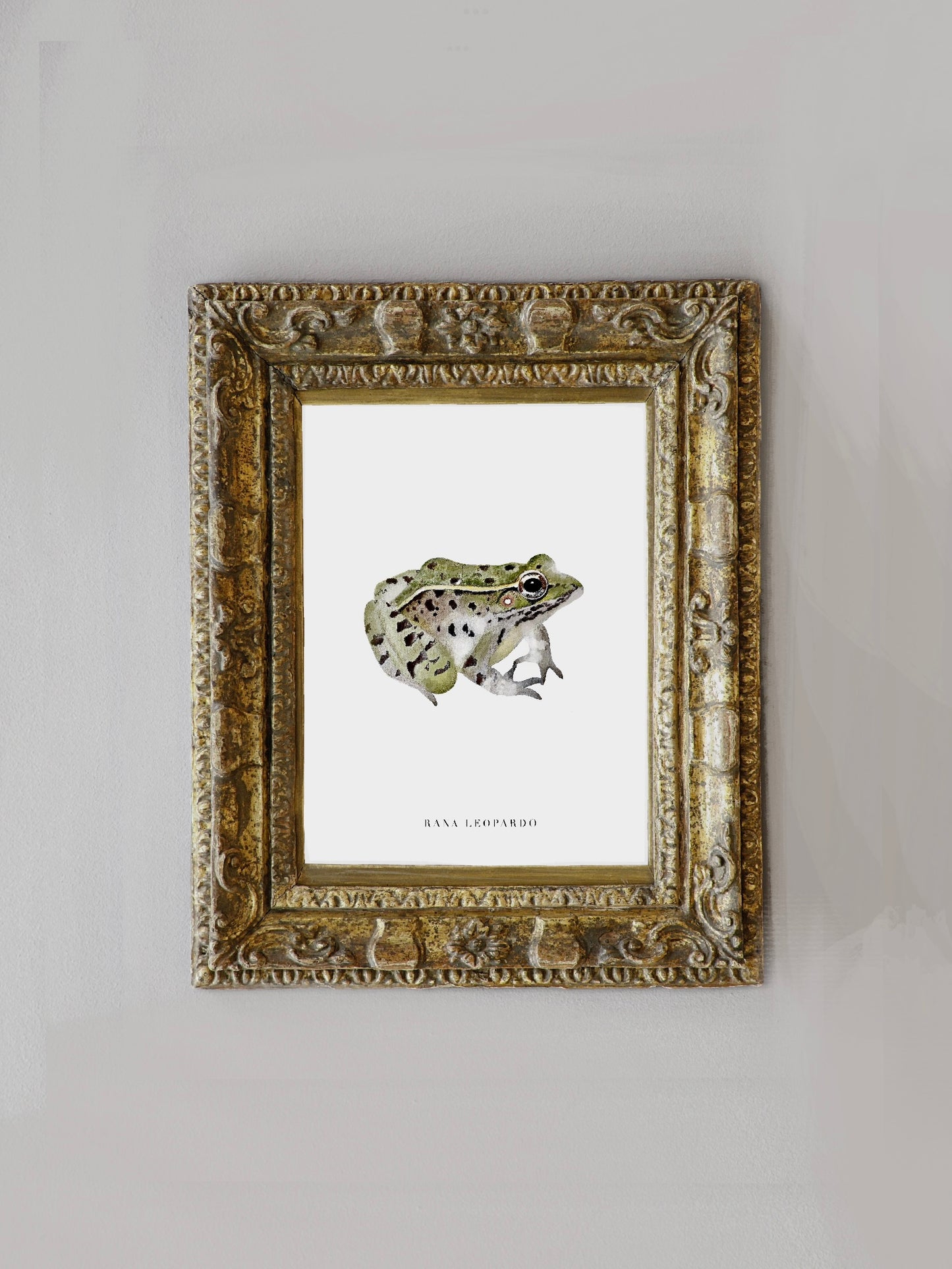 Lámina Rana Leopardo