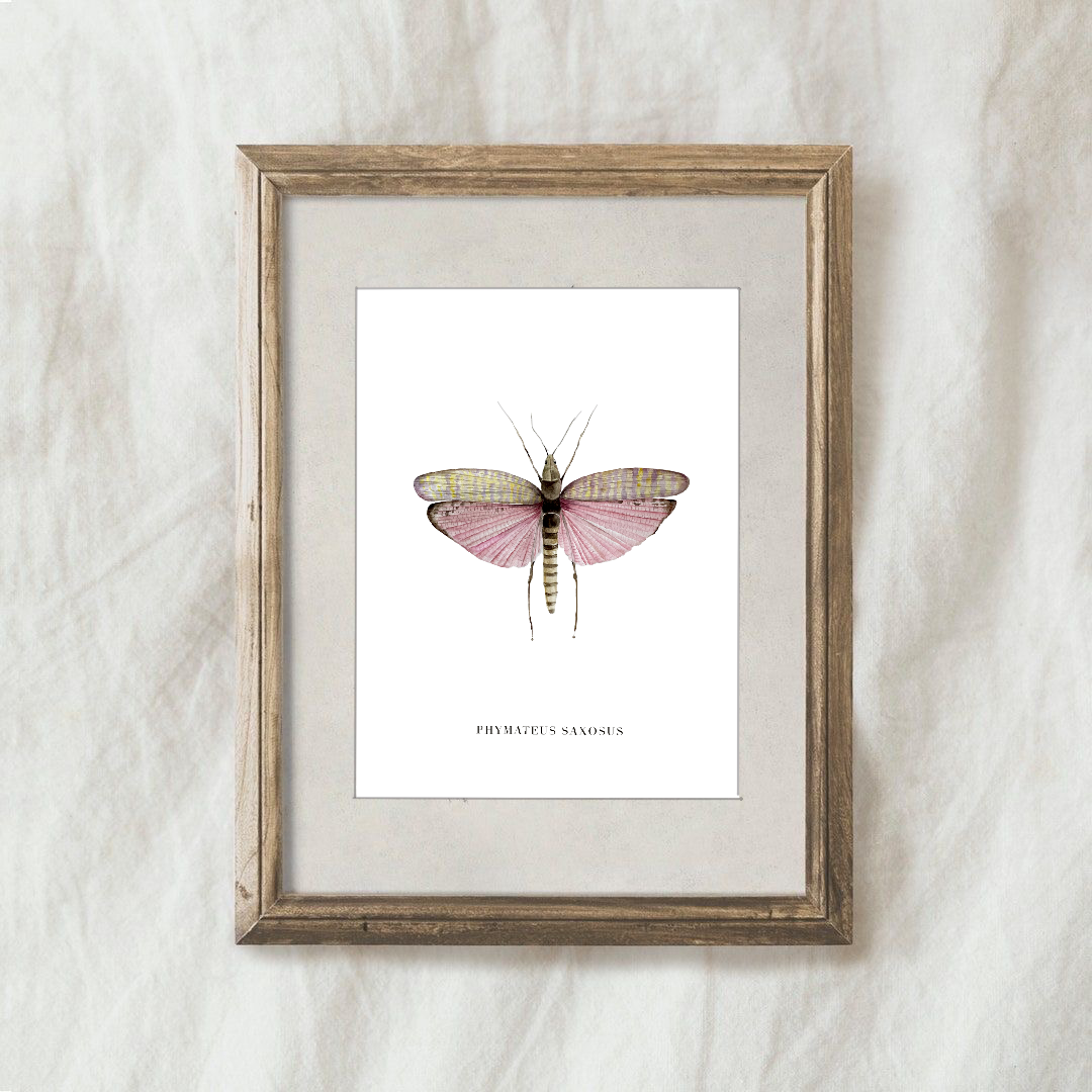 Lámina Phymateus Saxosus