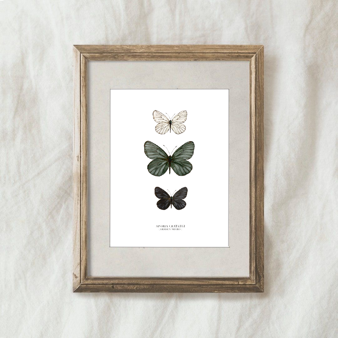 Lámina Aporia Crataegi (Beige, Verde y Negro)