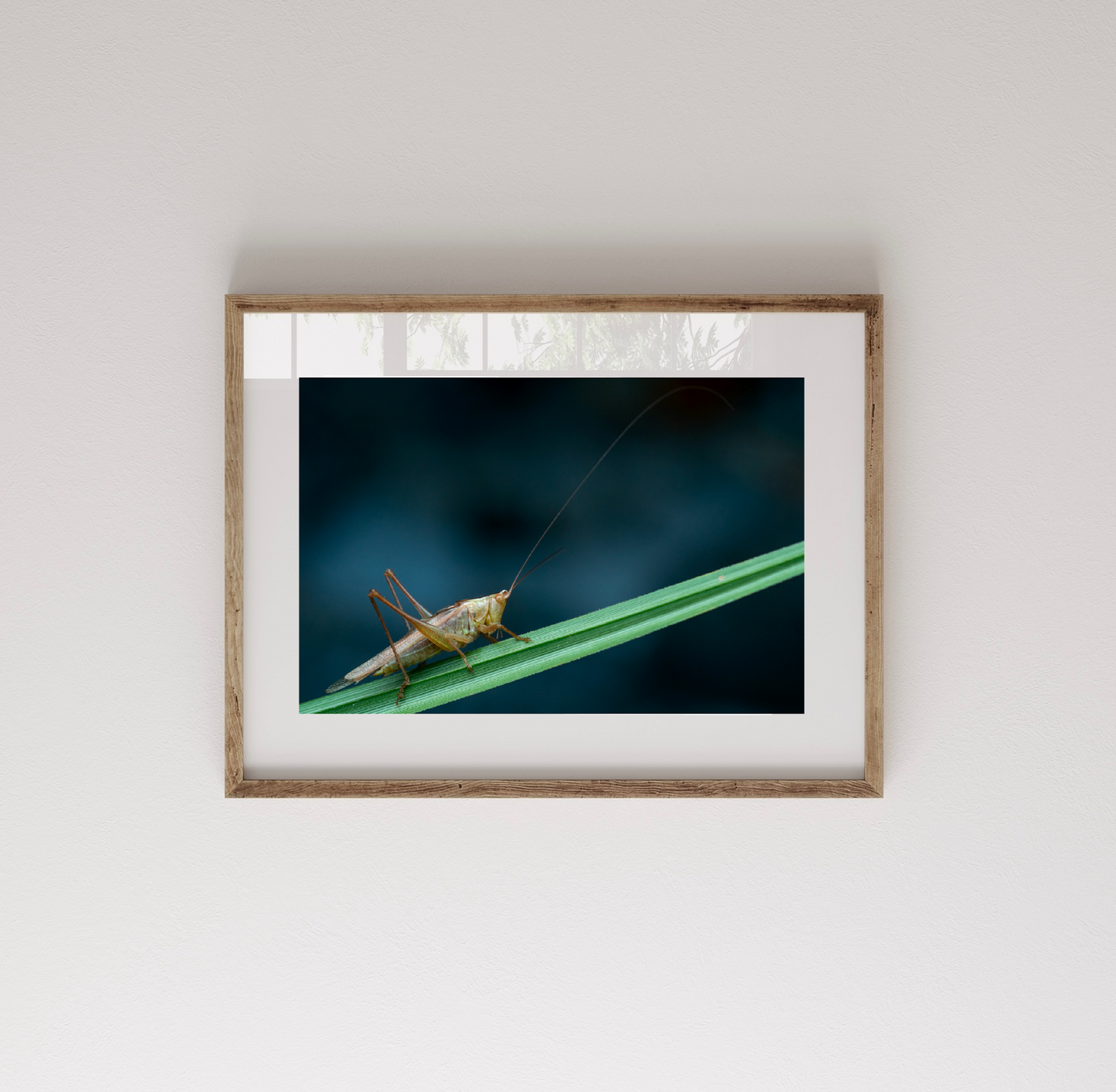 Fotografía Conocephalus