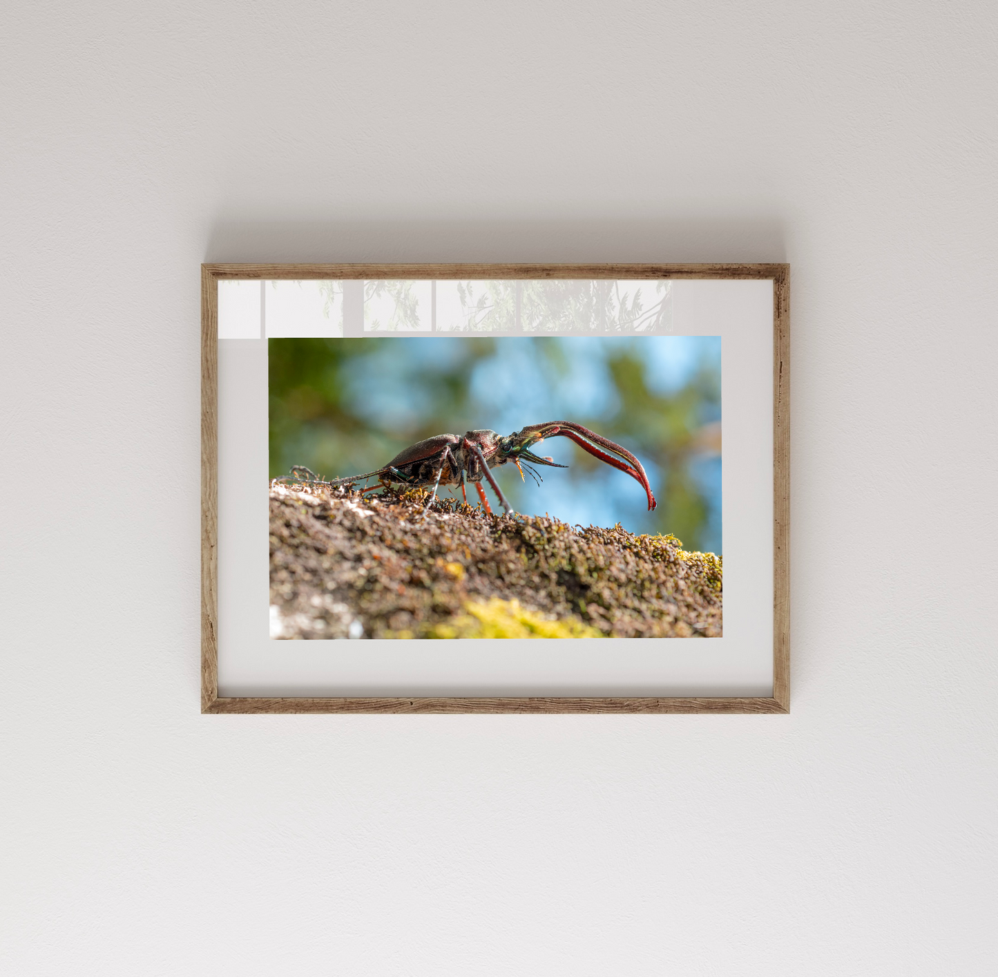 Fotografía Ciervo Volante Uno