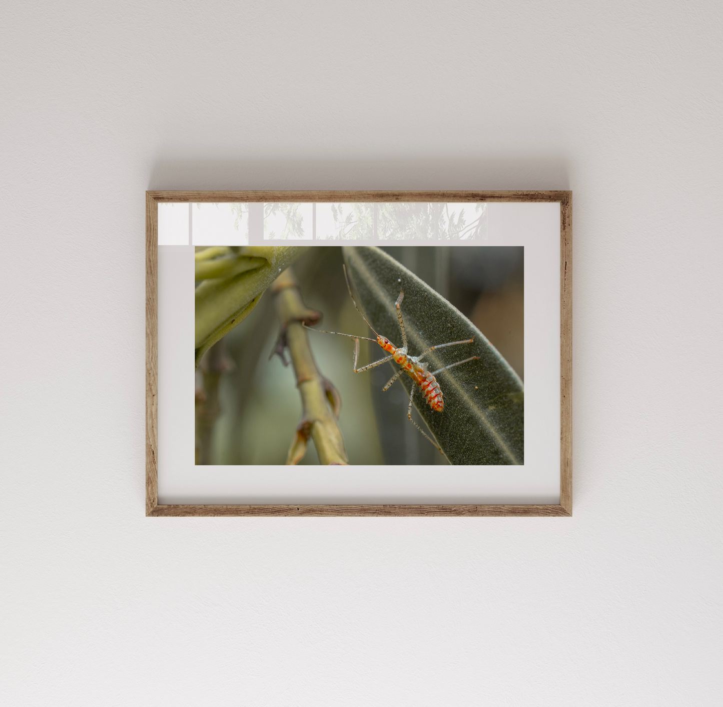 Fotografía Zelus Renardii