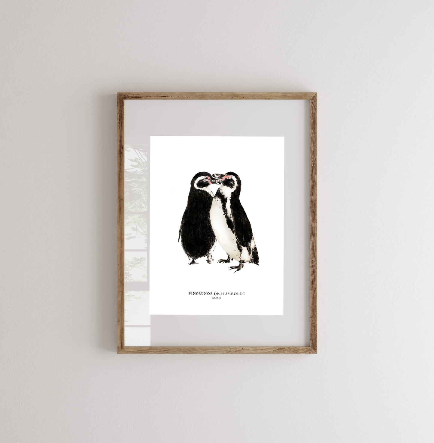 Lámina Pingüinos De Humboldt