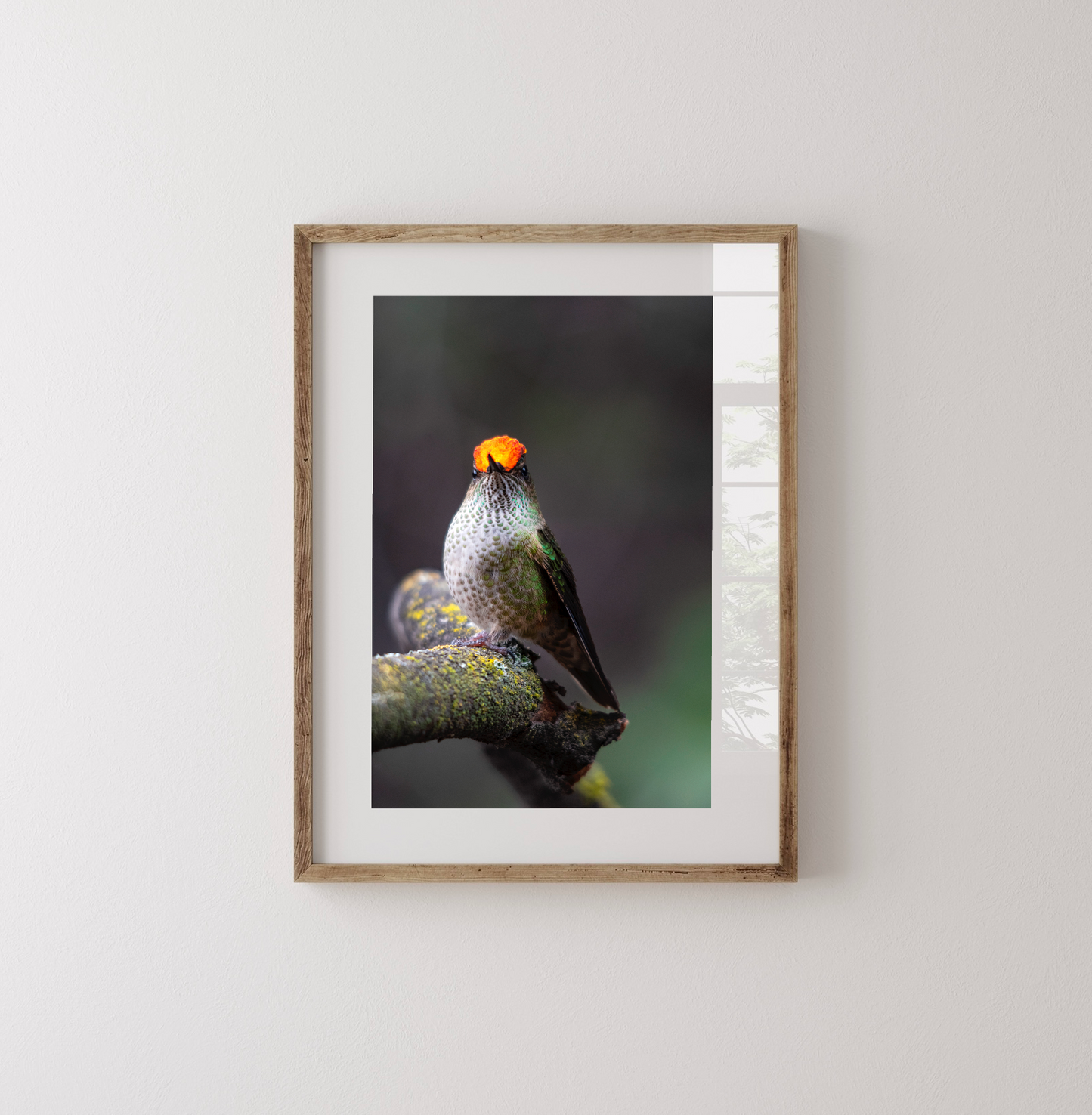 Fotografía Picaflor Chico