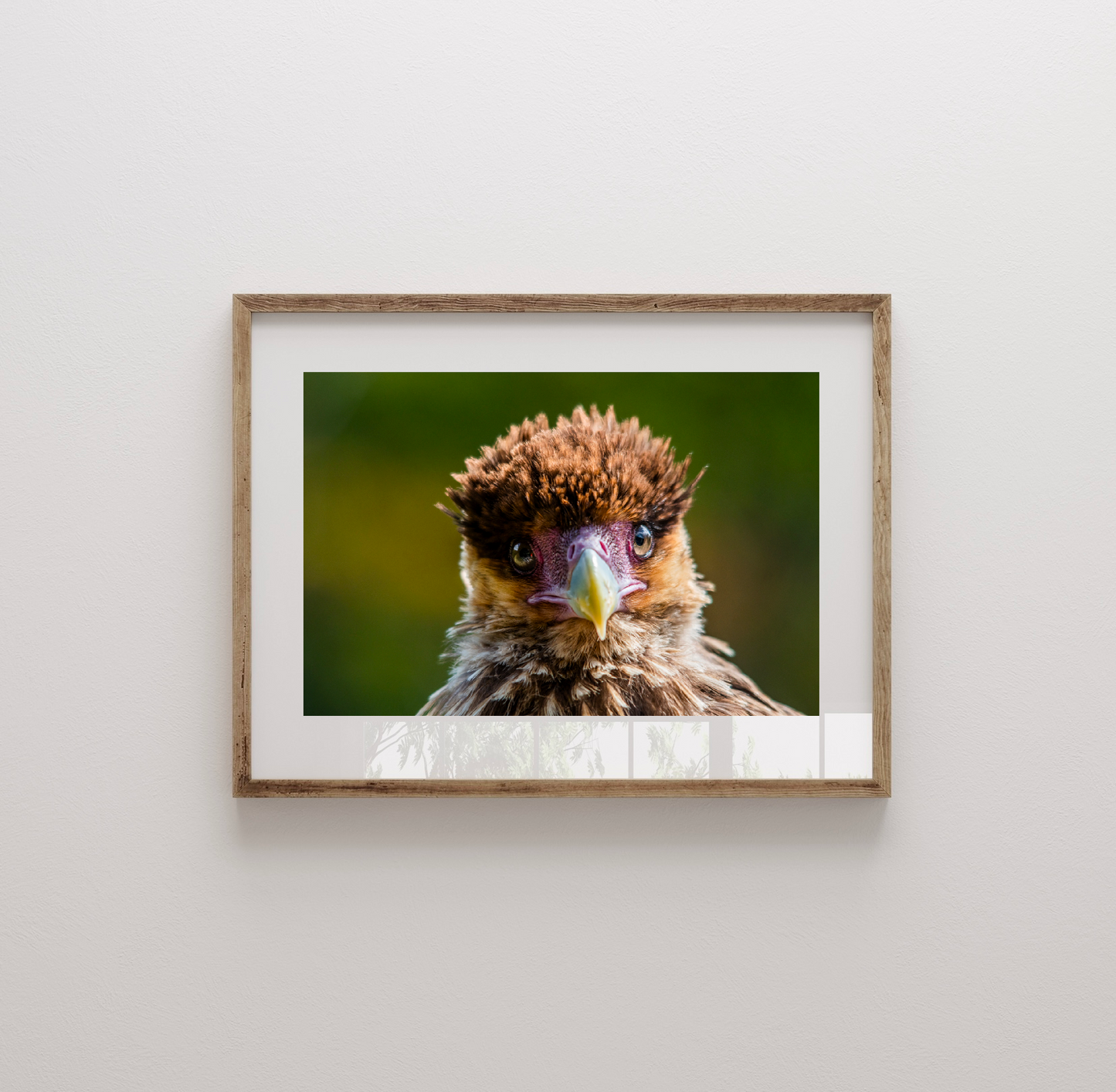 Fotografía Cria de Traro