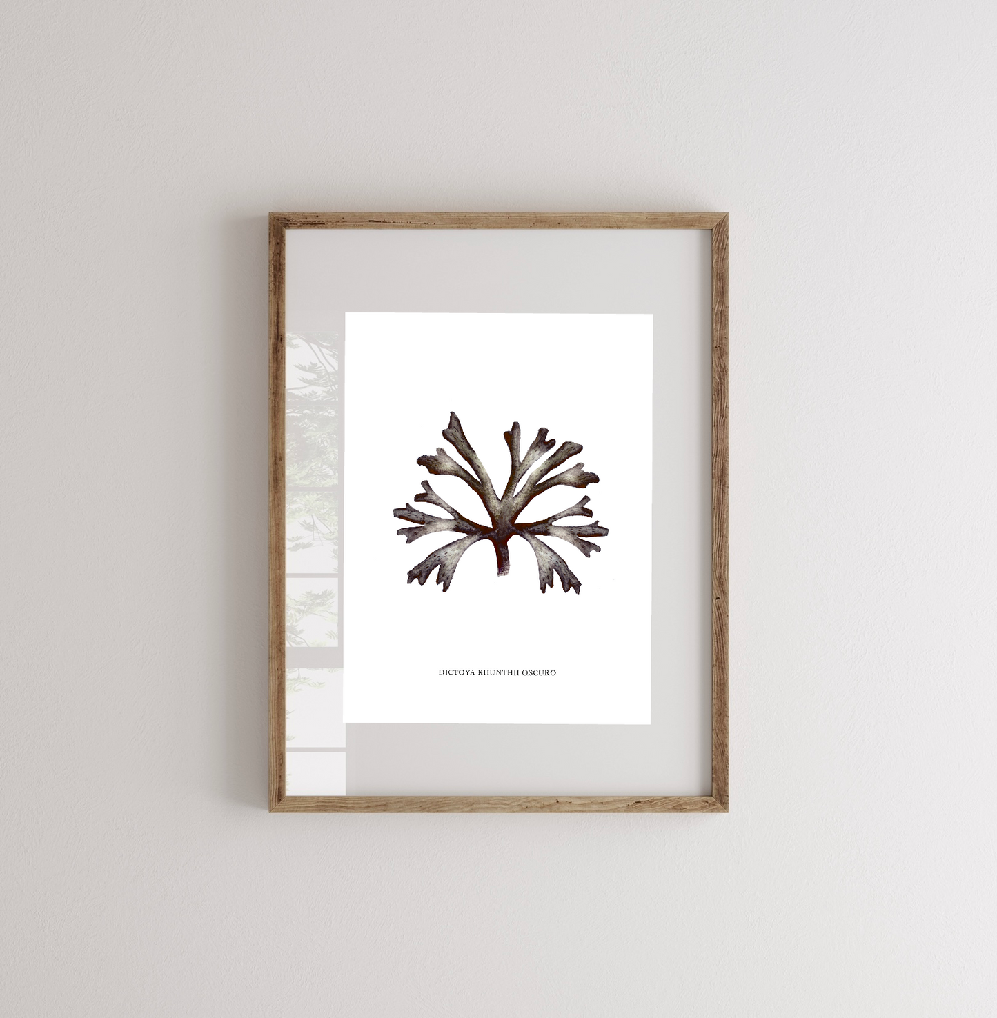 Lámina Dictoya Khunthii Oscuro