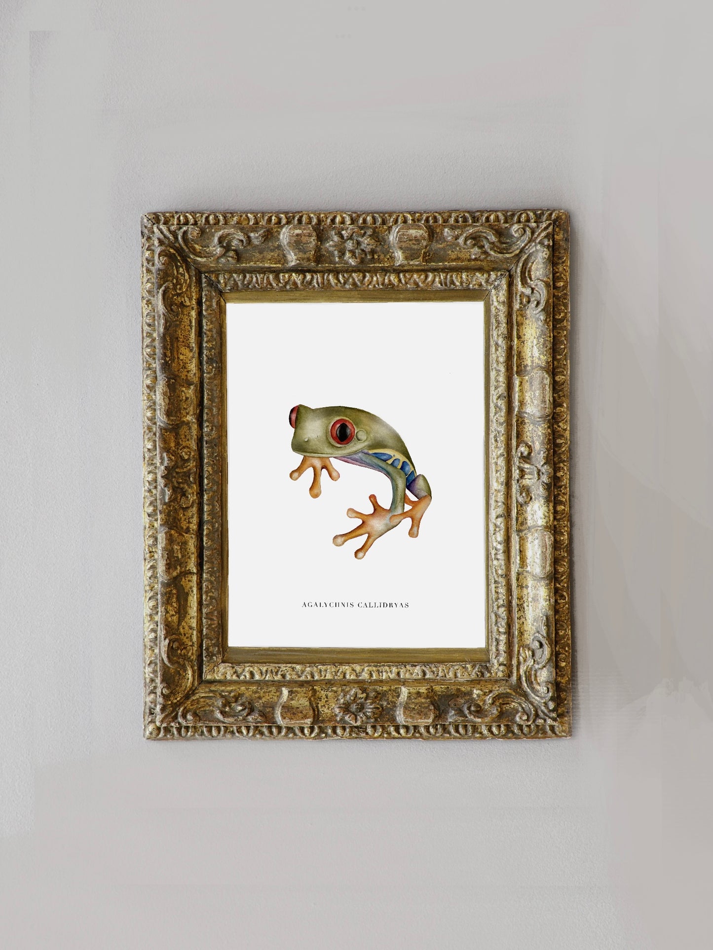 Lámina Agalychnis Callidryas