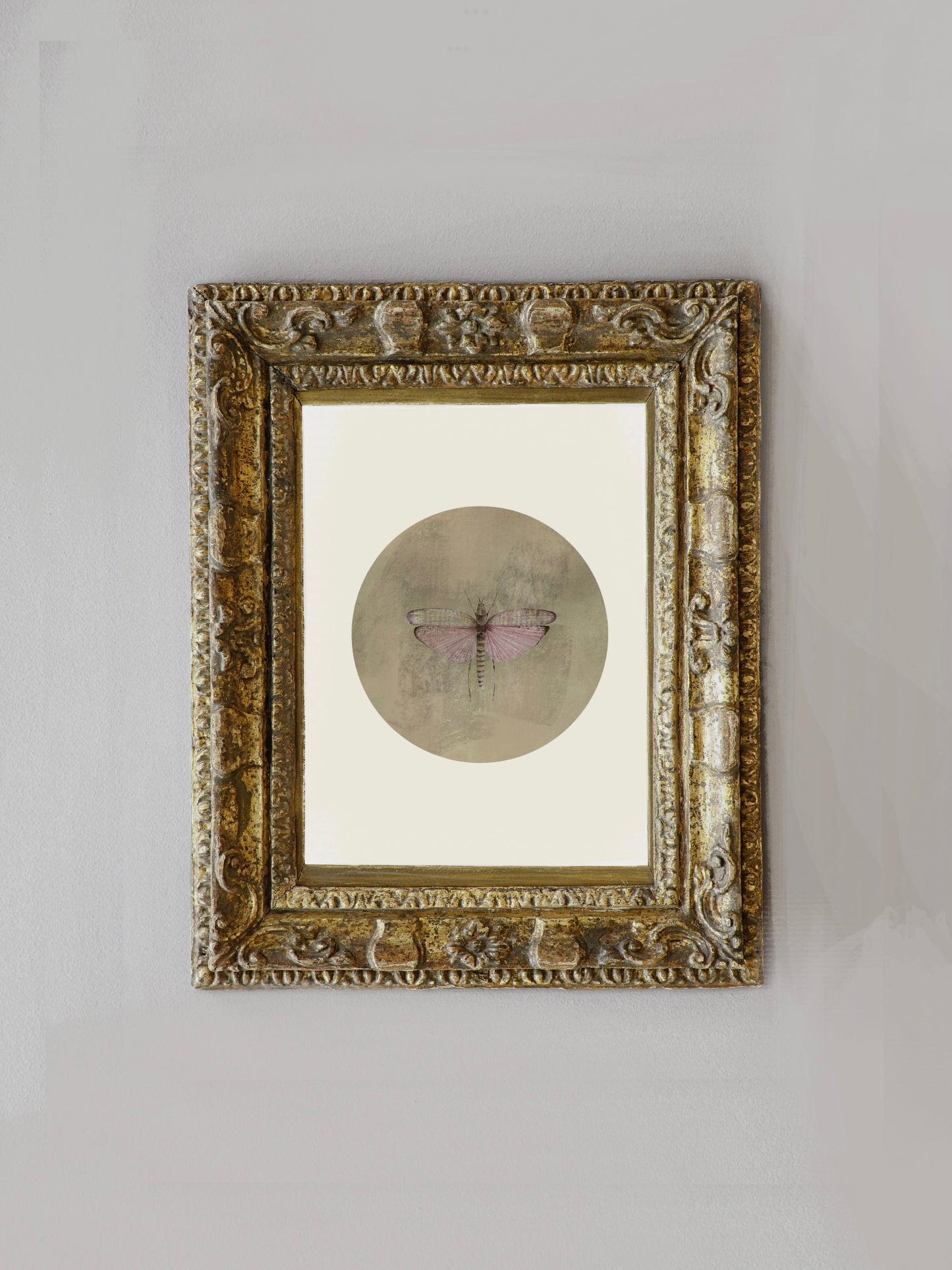 Lámina Phymateus Saxosus Aviejado