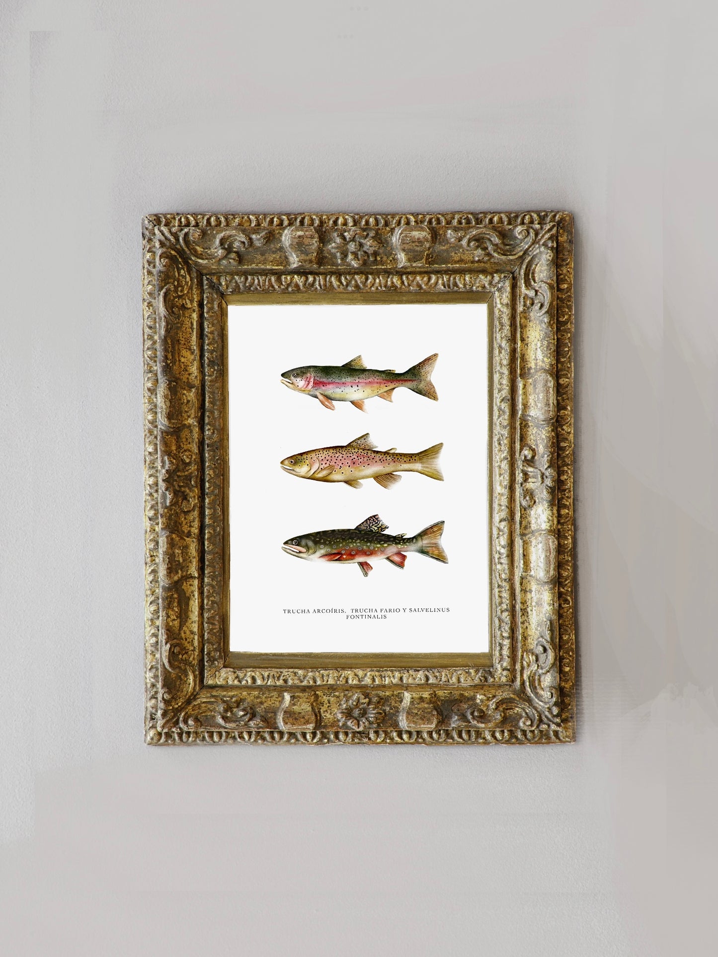 Lámina Truchas