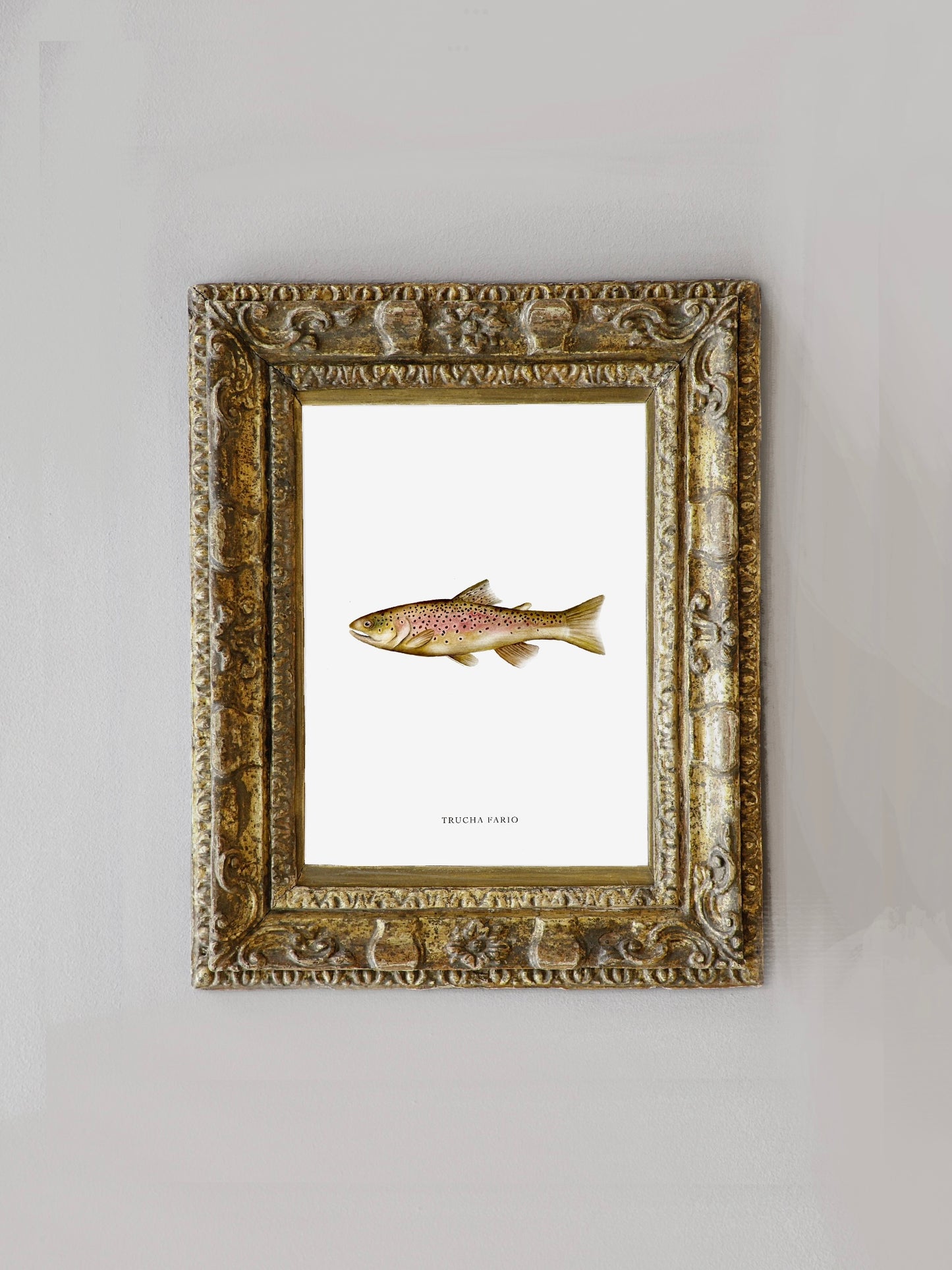 Lámina Trucha Fario