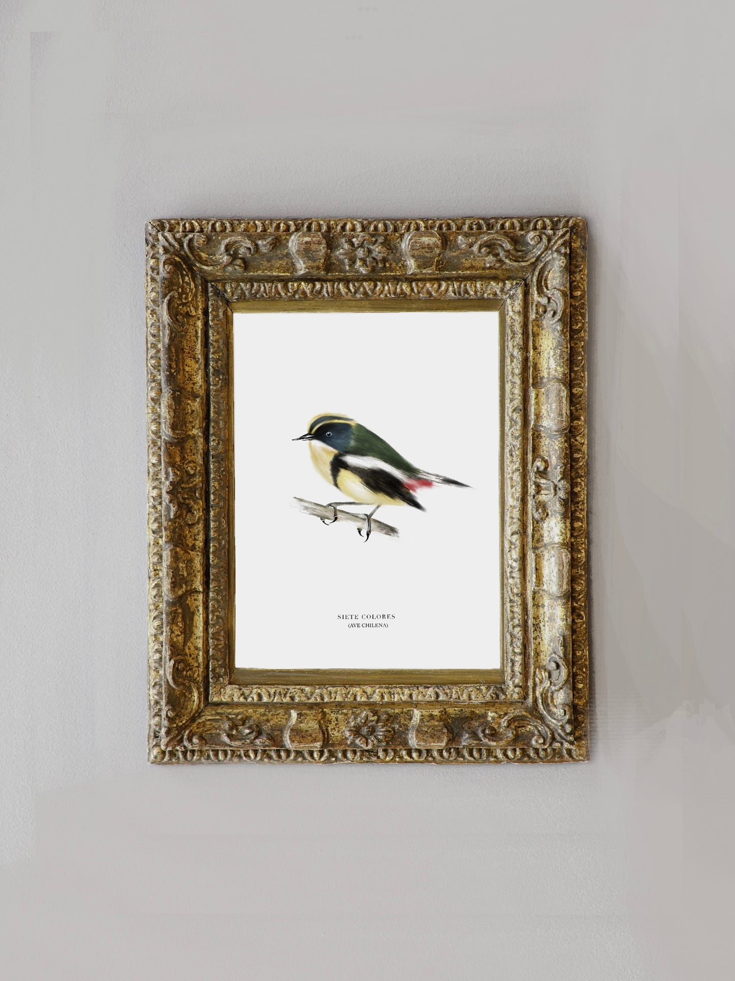 Lámina Siete Colores