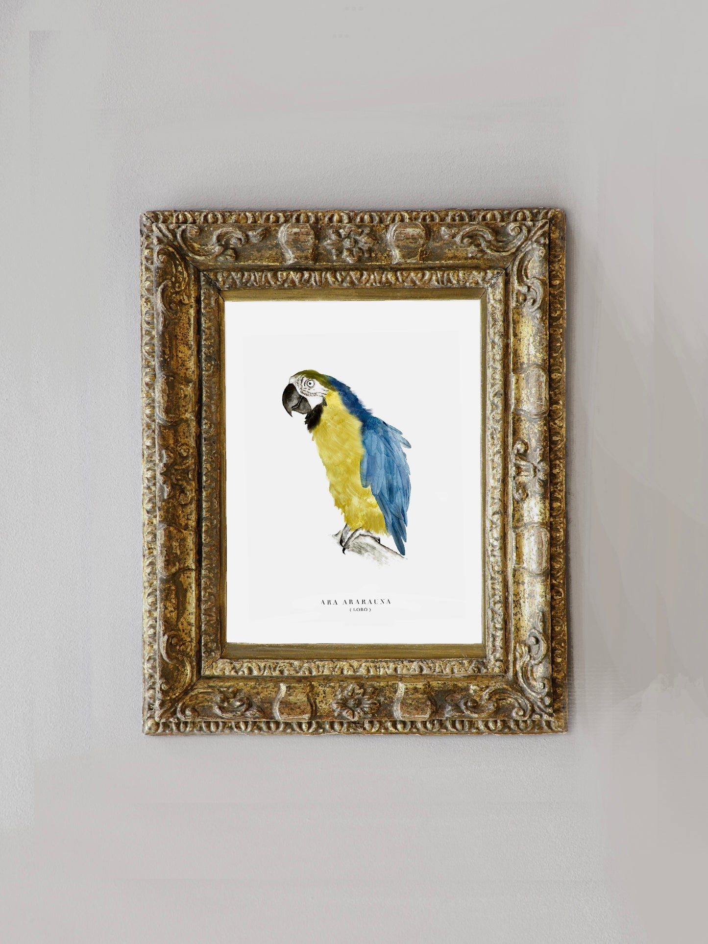 Lámina Ara Ararauna