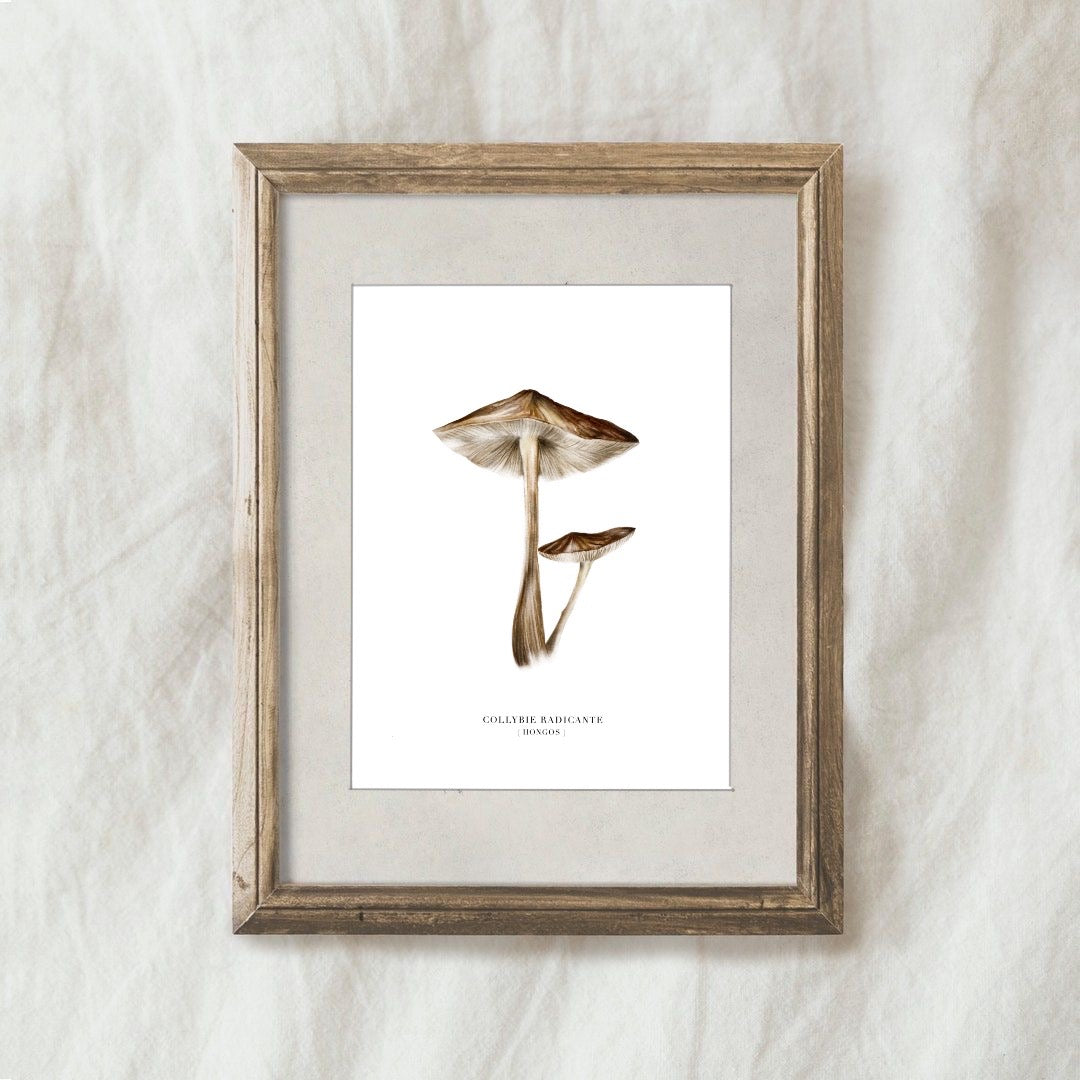 Lámina Collybie Radicante