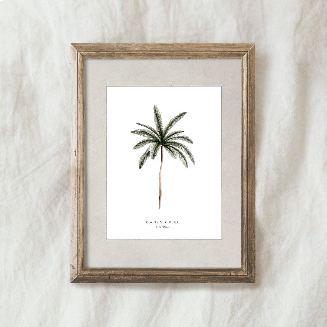 Lámina Cocos Nucifera