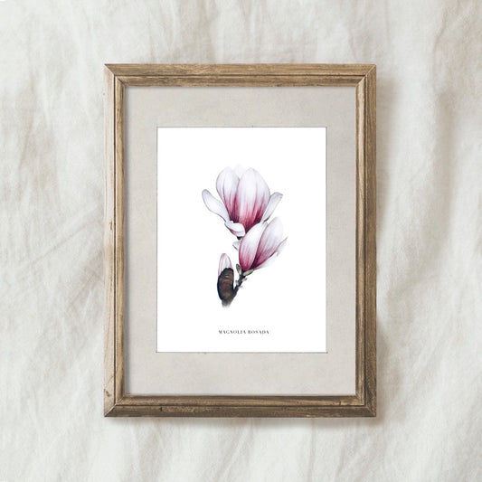 Lámina Magnolia Rosada