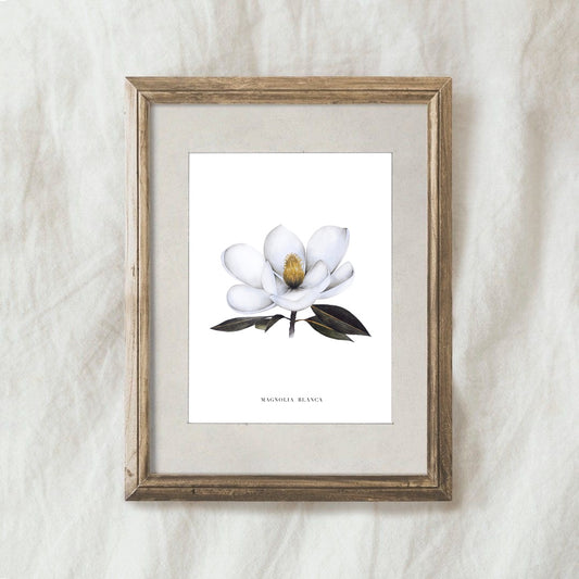 Lámina Magnolia Blanca