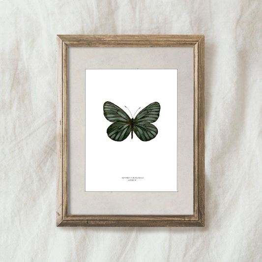 Lámina Aporia Crataegi (Verde)
