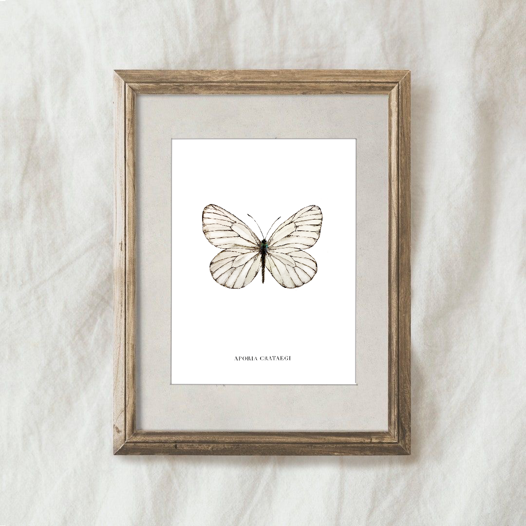 Lámina Aporia Crataegi