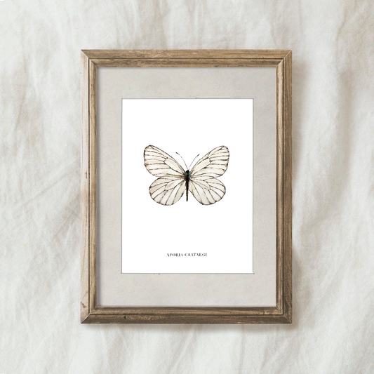 Lámina Aporia Crataegi