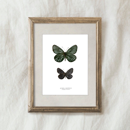 Lámina Aporia Crataegi (verde y negro)