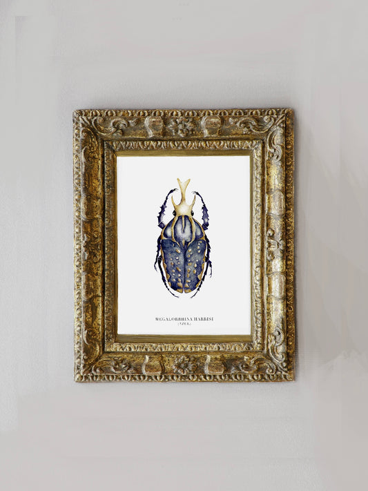 Lámina Megalorrhina Harrisi (Azul)