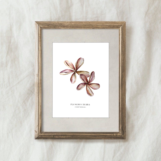 Lámina Plumeria Rubra