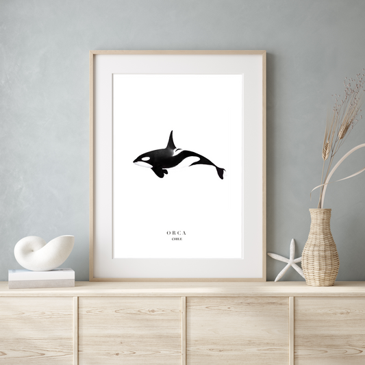 Lámina Orca