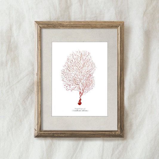 Lámina Coral Rojo