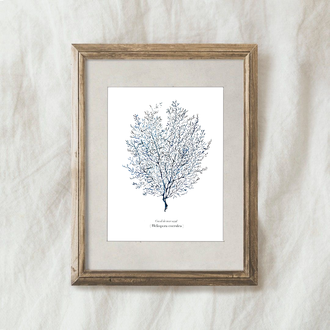 Lámina Coral Azul