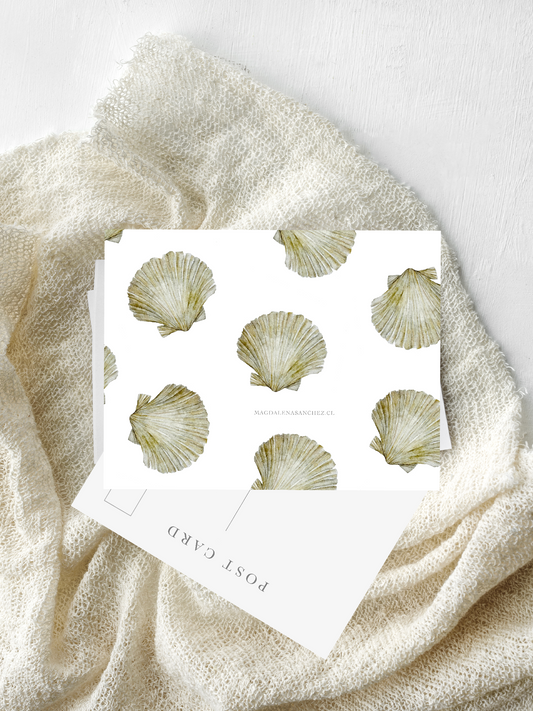 Postal Argopecten Purpuratus