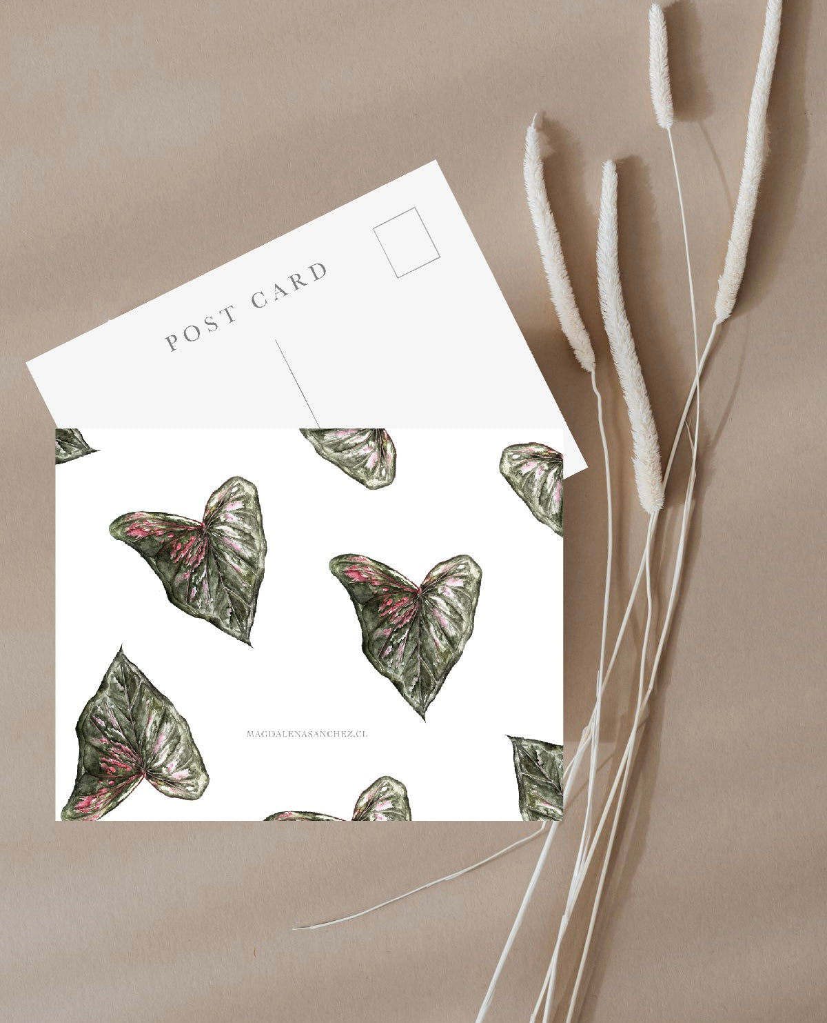 Postal Caladium