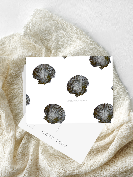 Postal Argopecten Purpuratus Oscuro