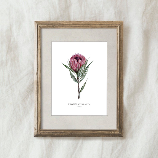 Lámina Protea Compacta