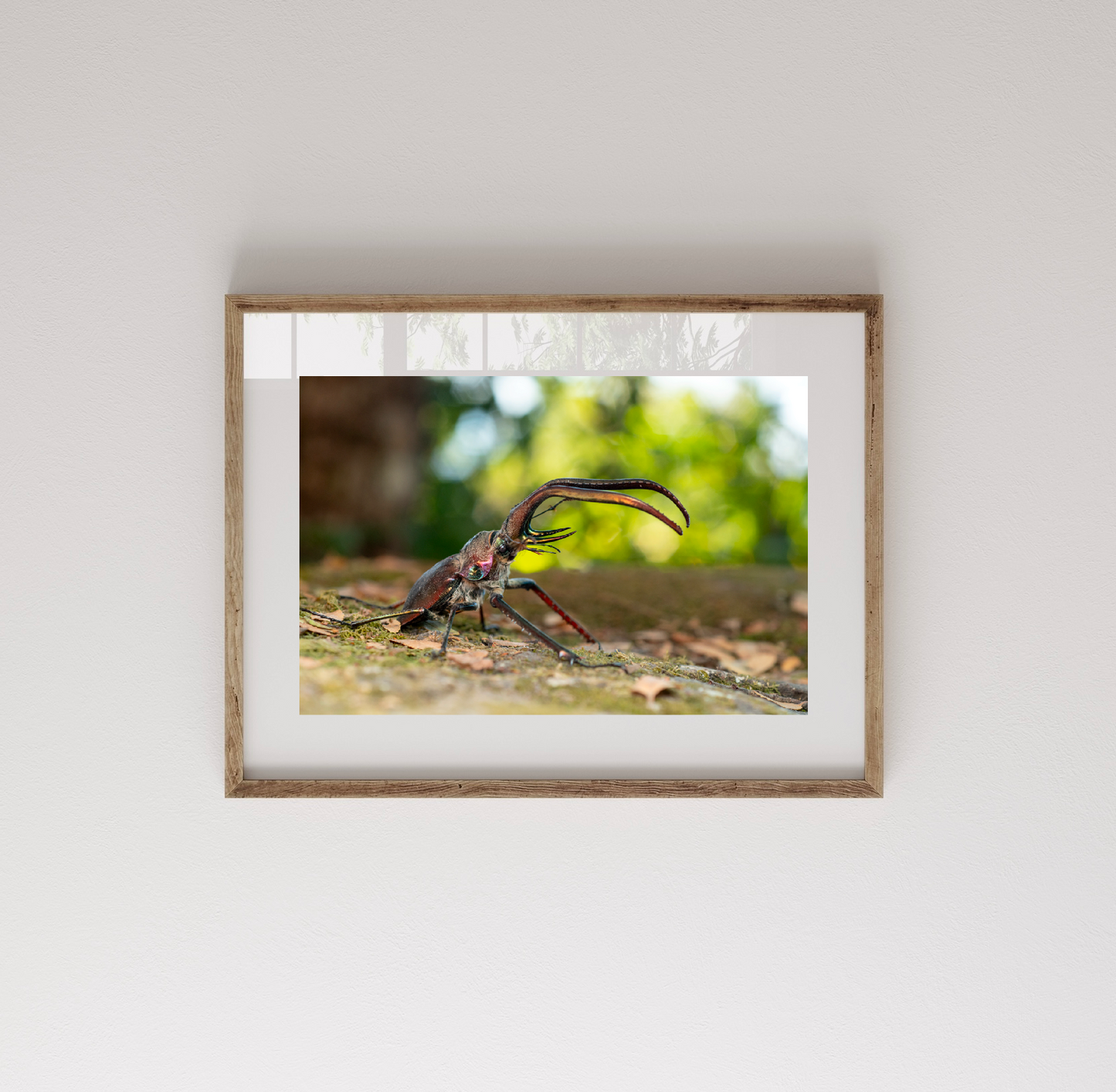 Fotografía Ciervo Volante