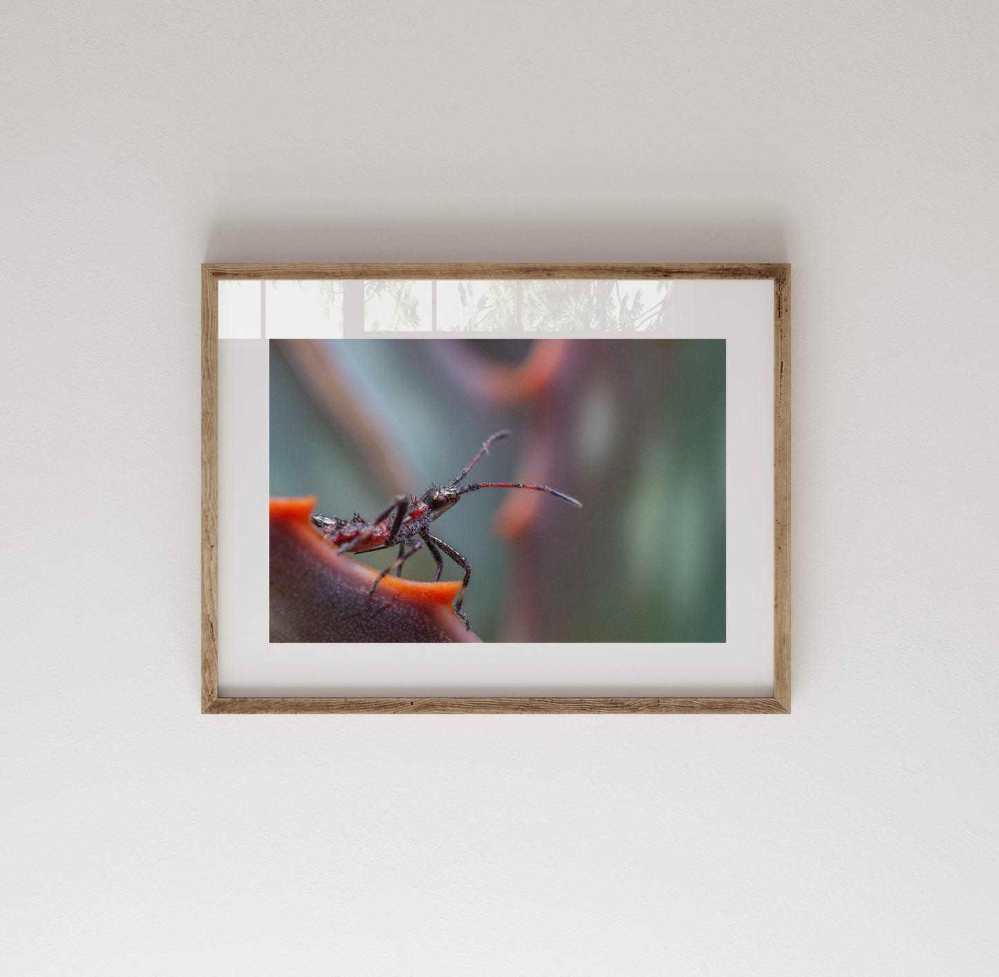 Fotografía Chiasognathus Grantii