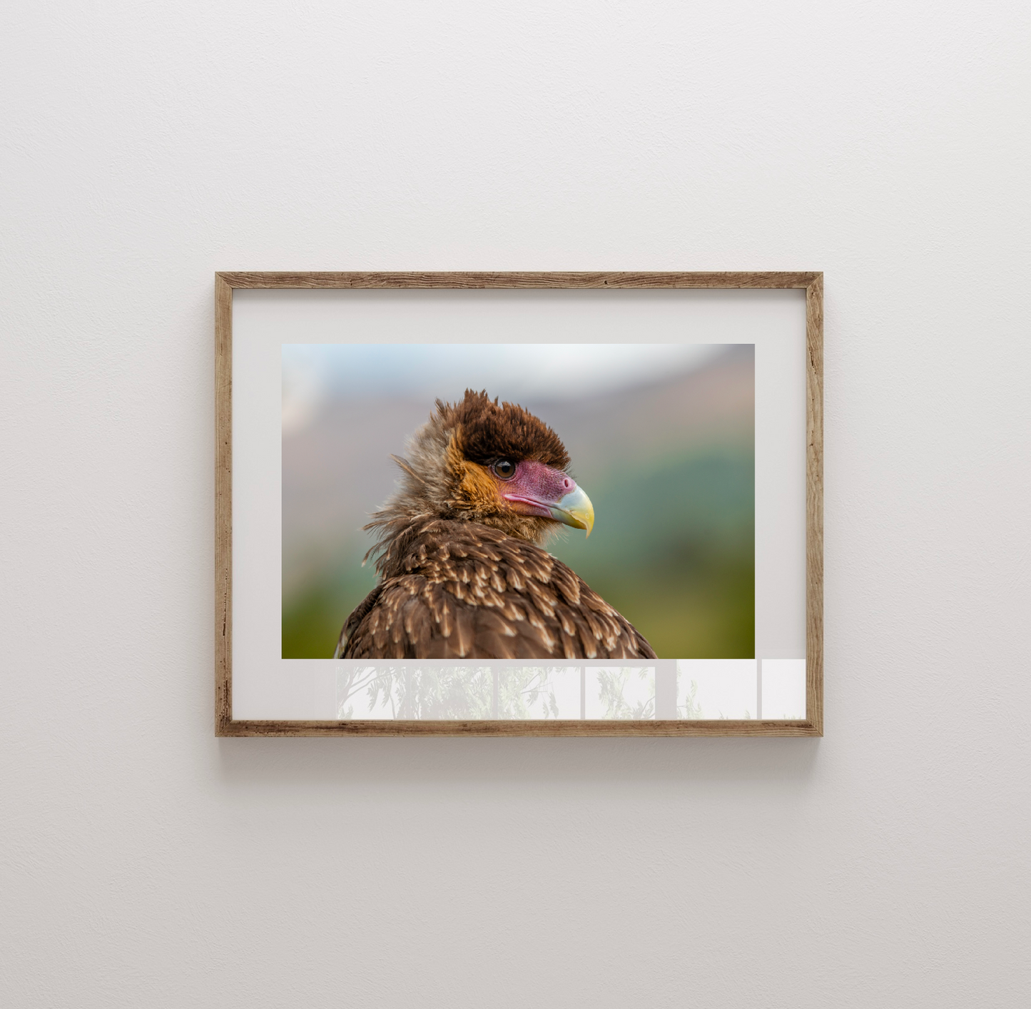 Fotografía Cria de Traro