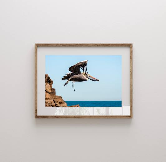 Fotografía Pelícano